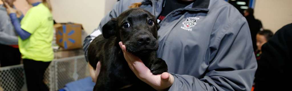 black-dog-header