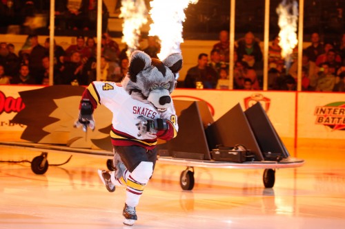 Here come the Wolves! Well, one wolf in particular. Skates sprints out to center ice during the Chicago Wolves’ pregame show before Saturday’s game against Lake Erie at Allstate, which marked the last meeting between the two teams this season. Photo: Dale Woltman/Chicago Wolves